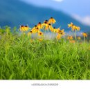 황금이삭 이미지