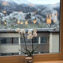 호텔니꼬 | [신혼여행] 스위스 3일차 / 인터라켄 융푸라우, 그린델발트 마을산책