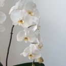 백조농장(2) 이미지