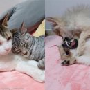 강아지와 고양이 이미지