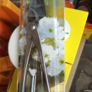 앵초,스트렙토카르푸스(뉴질랜드앵초) & 스텐가위.혹가위 이미지