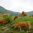 단양한우 목장 이미지