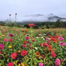 전곡시장 이미지