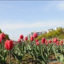 [안산 튤립축제] 안산천에 피어난 75만송이의 튜울립물결따라... 이미지