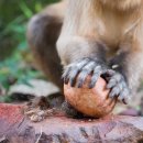 석기시대 이미지