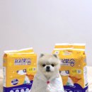 뽀숑 | [조이의 잇템] 강아지 배변패드ㅣ강아지 프리미엄 흡수력 좋은 배변패드 추천 “코코뽀숑” 사용후기