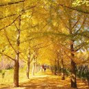 홍북읍 하리마을회관 | 2025 단풍 축제. 단풍 억새 명소. 절정시기 예측지도