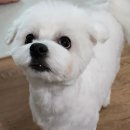 포도젤리 펫살롱 이미지