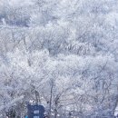 한라산 1100고지 얼음꽃 이미지