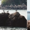 괴석 이미지