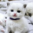 도로시캐터리 이미지