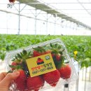 힐링팜 | 천안딸기힐링팜 :: 가격 착하고 맛있는 딸기 따기 체험 후기