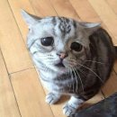 개냥이 이미지