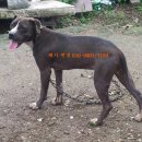 BOSS켄넬 Daum카페