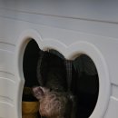 콩이네 멍냥 수제간식 이미지