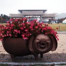 수목원꽃돼지
