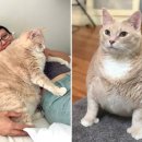 우리개 우리냥이 이미지