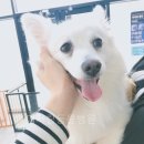 예쁜멍멍이 이미지