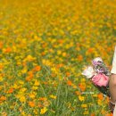 황화농장 | 수원탑동시민농장 황화코스모스 댑싸리 억새풀 주차 정보