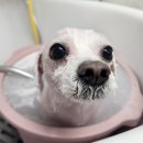 안나 펫 살롱 이미지