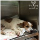 동물사랑애견샵 이미지