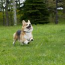 청조동물병원 이미지