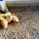 대관령 아기동물농장 이미지