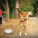 땡칠이 민박 이미지