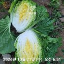 강원도 홍천절임배추 이미지