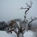 전설속 민족의 영상 - " 태백산 " - 고사목 눈꽃 상고대 ( 초보 산행 ) 이미지