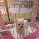 the 굿 dog 이미지