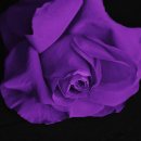 장미의거리3 이미지