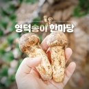 2023 영덕송이축제 한마당, 영덕 여행 가볼 만한 곳