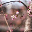 만나(Manna) 이미지