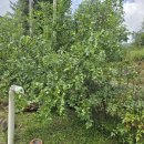 내대리 농장 이미지