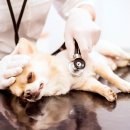 온유동물병원 이미지