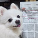 로얄독 | 강아지 신부전 사료 노견 만성신부전 로얄캐닌 레날 스몰독 솔직후기 장,단점