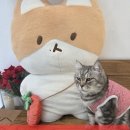 고양이 주택 | [김포 고양이카페] 고영주택 후기