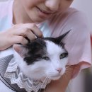 나만 없어 고양이 이미지