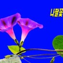 나팔꽃(Morning Glory) / 詩 단미그린비, 따사로운 햇살을 사랑하는 너... 이미지