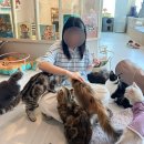 아가마미고양이카페 이미지