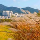 대저생태공원 이미지