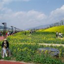 유채약국 이미지