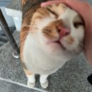 콜렉터 이미지