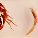 스펙트라 이미지