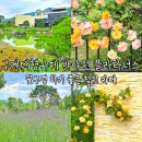 구례소나무정원 | 구례대형카페 반야원 플라타너스 꽃구경 하기 좋은 정원 베이커리카페