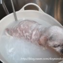 뽀삐애견샵 이미지