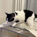 농림축산검역본부 부설 동물병원 | 강아지 고양이 해외 출국 방법 반려동물과 해외 여행하기 프랑스 유럽 동반 입국