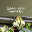 유송블루베리농장 이미지