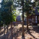 피톤치드 이미지